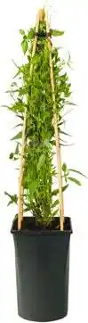 Intratuin Bosrank (Clematis tangutica) D 16 H 75 cm aanbieding
