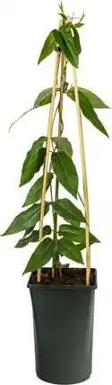 Intratuin Kamperfoelie (Lonicera henryi 'Copper Beauty') D 16 H 75 cm aanbieding