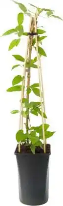Intratuin Bosrank (Clematis 'Nelly Moser') D 16 H 75 cm aanbieding