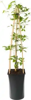 Intratuin Bosrank (Clematis viticella 'Madame Julia Correvo') D 16 H 90 cm aanbieding