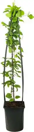 Intratuin Bosrank (Clematis 'Ville de Lyon') D 23 H 117 cm aanbieding