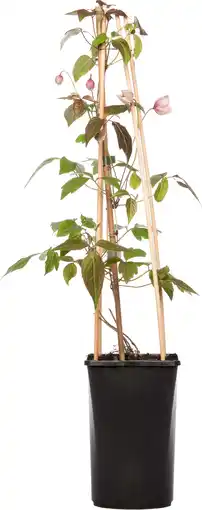 Intratuin Bosrank (Clematis montana 'Mayleen') D 16 H 75 cm aanbieding