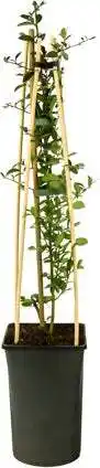 Intratuin Vuurdoorn (Pyracantha 'Soleil d'Or') D 16 H 75 cm aanbieding