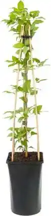 Intratuin Bosrank (Clematis 'Pink Fantasy') D 16 H 75 cm aanbieding