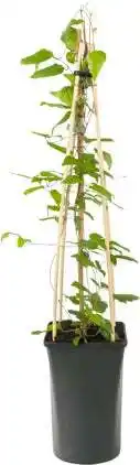 Intratuin Bosrank (Clematis 'Rouge Cardinal') D 16 H 75 cm aanbieding