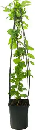 Intratuin Bosrank (Clematis 'Jackmanii') D 23 H 117 cm aanbieding