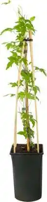 Intratuin Bosrank (Clematis alpina) D 16 H 75 cm aanbieding