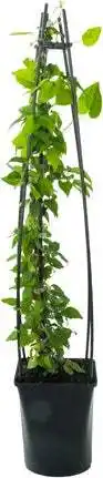 Intratuin Bosrank (Clematis 'Miss Bateman') D 23 H 117 cm aanbieding