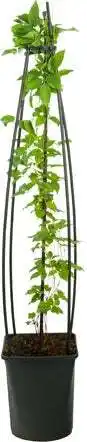 Intratuin Bosrank (Clematis 'Piilu') D 23 H 117 cm aanbieding