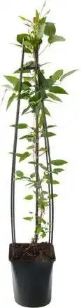 Intratuin Bosrank (Clematis 'The President') D 23 H 117 cm aanbieding