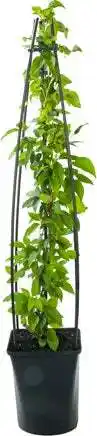 Intratuin Bosrank (Clematis 'Nelly Moser') D 23 H 117 cm aanbieding
