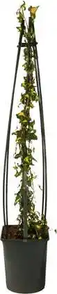 Intratuin Klimop (Hedera helix 'Goldheart') D 23 H 117 cm aanbieding
