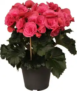 Intratuin Begonia (Begonia elatior 'Berseba') D 14 H 30 cm aanbieding