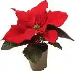 Intratuin Kerstster (Euphorbia pulcherrima 'Red') D 6 H 13 cm aanbieding