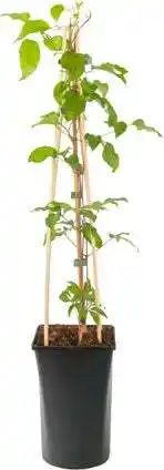 Intratuin Bosrank (Clematis 'Gladys Picard') D 16 H 75 cm aanbieding
