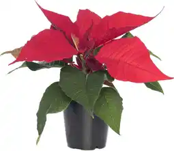 Intratuin Kerstster (Euphorbia pulcherrima 'Red') D 10,5 H 35 cm aanbieding