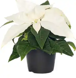 Intratuin Kerstster (Euphorbia pulcherrima 'White') D 6 H 13 cm aanbieding