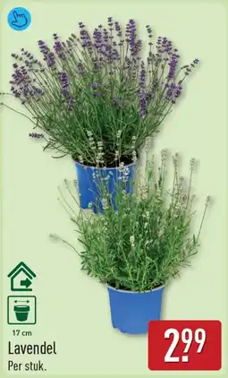 ALDI Lavendel aanbieding