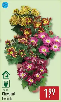 ALDI Chrysant aanbieding