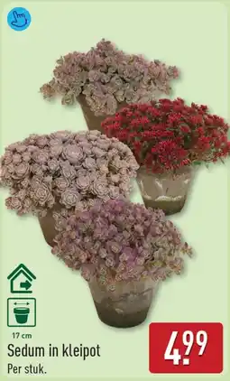 ALDI Sedum in kleipot aanbieding