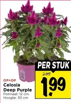 Vomar Voordeelmarkt Celosia Deep Purple aanbieding