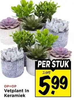 Vomar Voordeelmarkt Vetplant In Keramiek aanbieding
