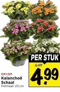 Vomar Voordeelmarkt Kalanchoë Schaal aanbieding