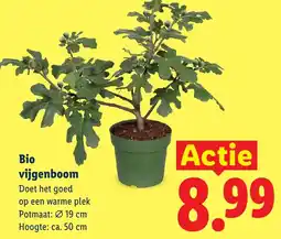 Lidl Bio vijgenboom aanbieding