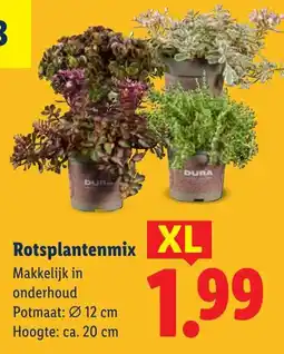 Lidl Rotsplantenmix aanbieding