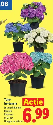 Lidl Tuinhortensia aanbieding