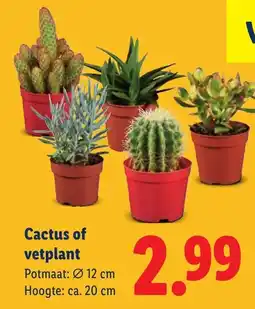 Lidl Cactus of vetplant aanbieding