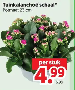 Dekamarkt Tuinkalanchoe schaal* aanbieding