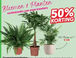 Dekamarkt Groene kamerplanten aanbieding