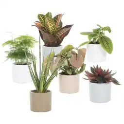 Albert Heijn AH Mini groene plant in potje aanbieding