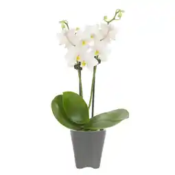 Albert Heijn AH Mini orchidee in potje aanbieding
