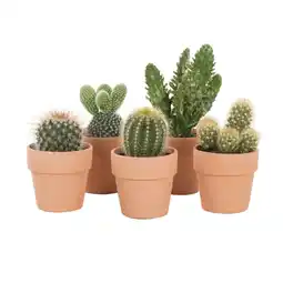 Albert Heijn AH Mini cactus in terracotta potje aanbieding