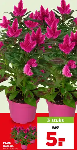 PLUS PLUS Celosia aanbieding