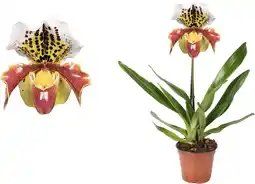 Intratuin Venusschoen (Paphliopedilum) D 12 H 35 cm aanbieding