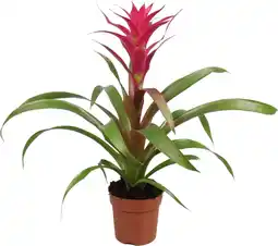 Intratuin Guzamania (Guzmania 'Pink') D 12 H 45 cm aanbieding