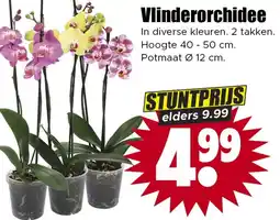 Dirk Vlinderorchidee aanbieding