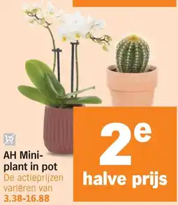 Albert Heijn AH Mini-plant in pot aanbieding