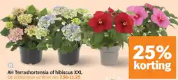 Albert Heijn AH Terrashortensia of hibiscus XXL aanbieding