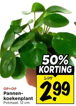 Vomar Voordeelmarkt Pannenkoekenplant aanbieding