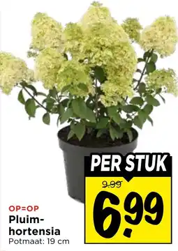 Vomar Voordeelmarkt Pluim-hortensia aanbieding