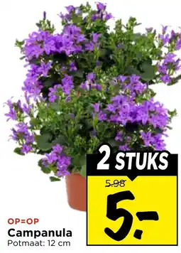 Vomar Voordeelmarkt Campanula aanbieding