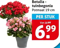 Hoogvliet Betulia - tuinbegonia aanbieding