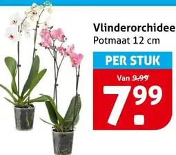 Hoogvliet Vlinderorchidee aanbieding