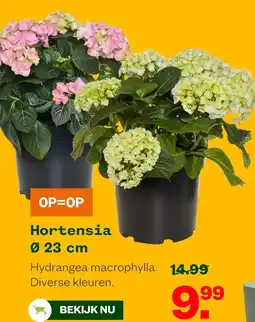 Welkoop Hortensia aanbieding