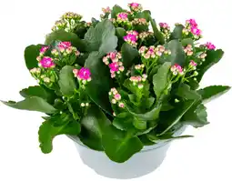 Dekamarkt Bloemen Kalanchoe schaal aanbieding