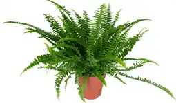 Dekamarkt Varen nephrolepis green lady aanbieding